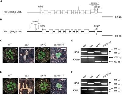 SnRK1 Kinase and the NAC Transcription Factor SOG1 Are Components of a Novel Signaling Pathway Mediating the Low Energy Response Triggered by ATP Depletion